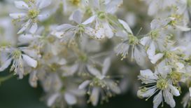 Filipendula - ©Muriel Hendrichs