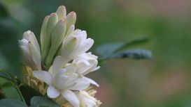 Tuberosa - ©Muriel Hendrichs