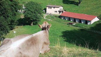 cadro_mucca