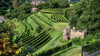 Zona Sciaredo, vigneti e vista sul nucleo di Barbengo - @ Alessandro Rabaglio