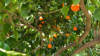 La chioma di un albero di arance