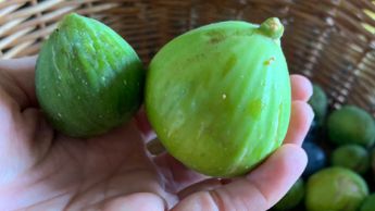 Fico ciòchin genovés di Sonvico