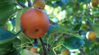 Un ramo di un albero di pere nashi
