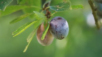 Susina Damaschina viola di Pazzallo