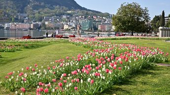 Tulipani al Giardino Belvedere © Città di Lugano/Sabrina Montiglia