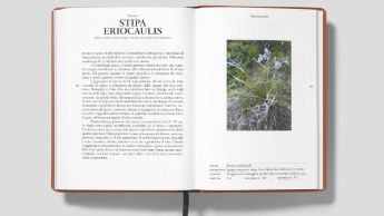 FLORA_GANDRIA_10