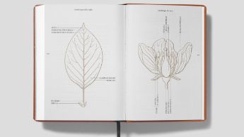 FLORA_GANDRIA_12