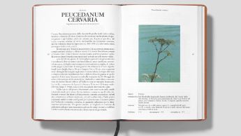 FLORA_GANDRIA_8