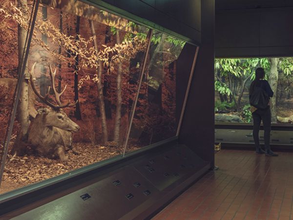 Museo di storia naturale - @ Città di Lugano