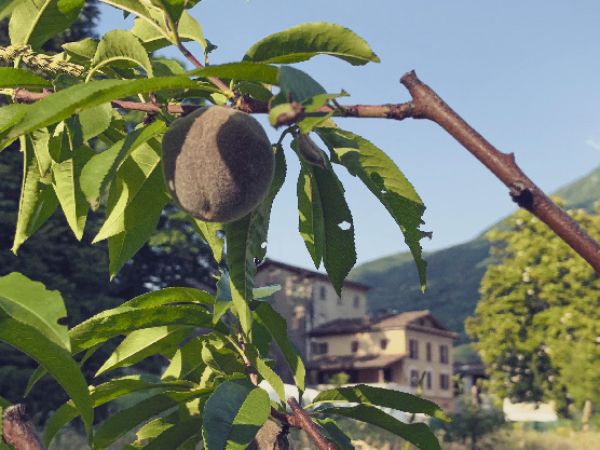 Frutteto Cornaredo - @ Città di Lugano
