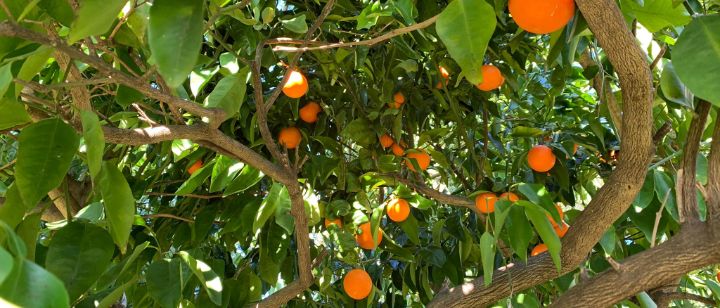 La chioma di un albero di arance