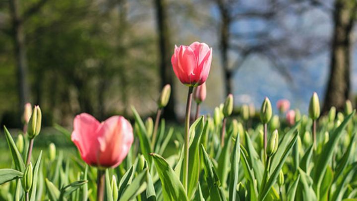 Fioritura tulipani - @ Città di Lugano