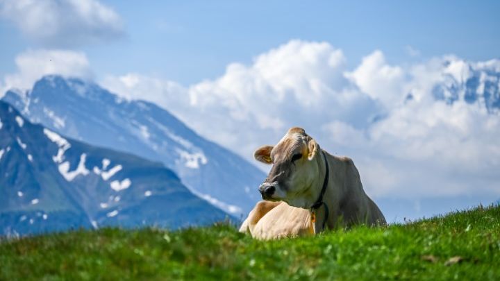 ©Asvolas/shutterstock.com