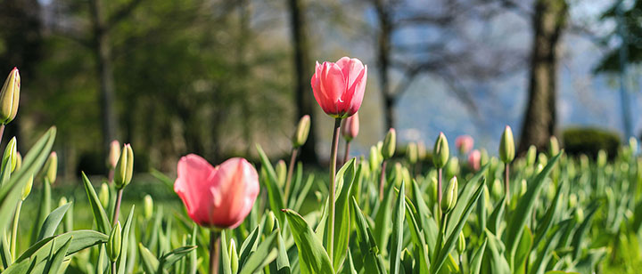 Fioritura tulipani - @ Città di Lugano