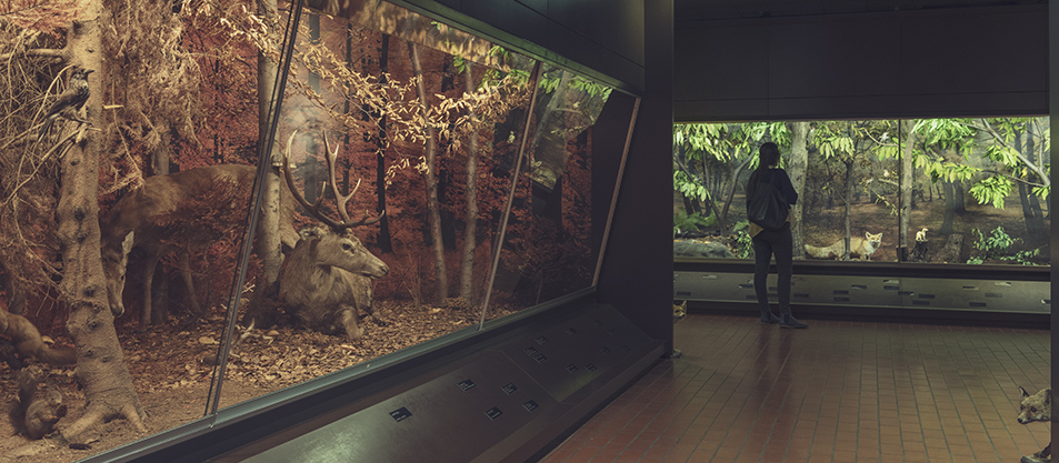 Museo di storia naturale - @ Città di Lugano