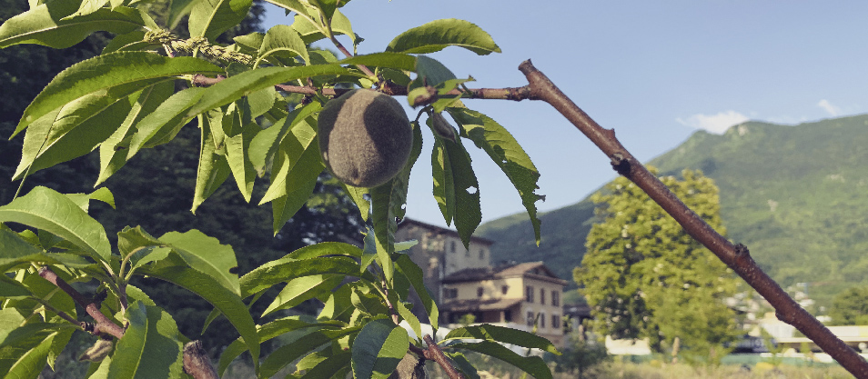 Frutteto Cornaredo - @ Città di Lugano